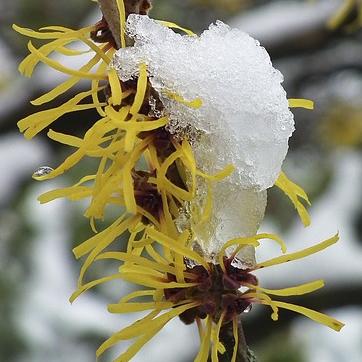 Un jardin fleuri et parfumé en hiver : plan Un jardin fleuri et parfumé en hiver : plan